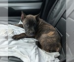 Marley - Female Cane Corso Puppy for Sale - Small photo
