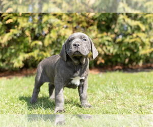 Cane Corso Puppy for sale in BOURBON, IN, USA