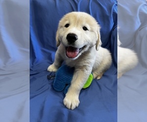 Golden Labrador Puppy for sale in LIVE OAK, FL, USA