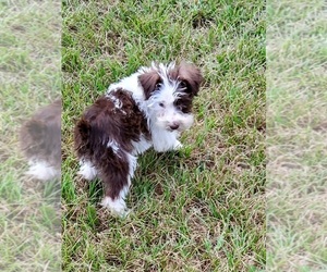 Schnauzer (Miniature) Puppy for sale in ORE CITY, TX, USA