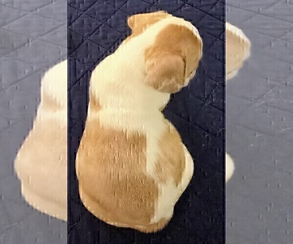 Medium Photo #7 French Bulldog Puppy For Sale in CHINO HILLS, CA, USA