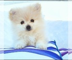 Small Photo #1 Pomeranian Puppy For Sale in PARKER, AZ, USA
