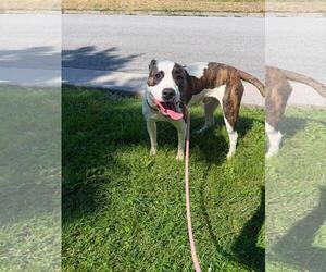 Curry - Male American Staffordshire Terrier-Unknown Mix Dog for Adoption - Photo #2