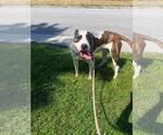 Small Photo #2 American Staffordshire Terrier-Unknown Mix Puppy For Sale in Front Royal, VA, USA