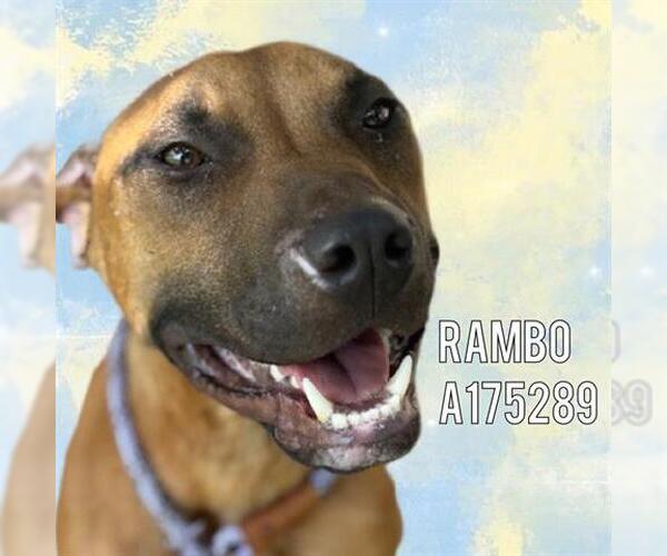 Medium Photo #2 Mutt Puppy For Sale in Tulsa, OK, USA