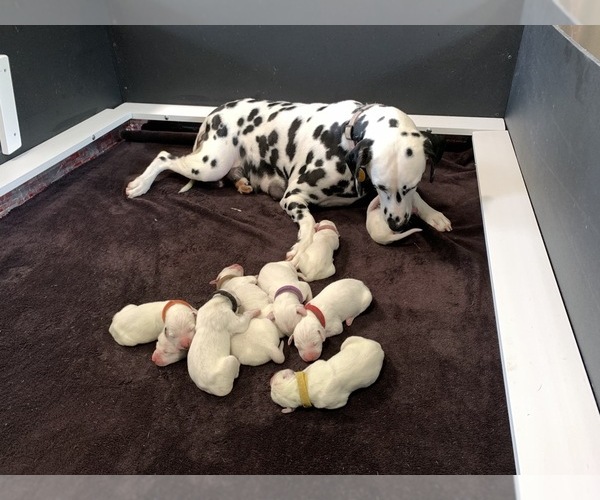 Medium Photo #14 Dalmatian Puppy For Sale in CAMBRIA, VA, USA