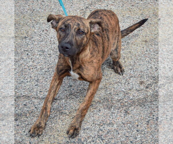 Medium Photo #2 Boxador Puppy For Sale in Huntley, IL, USA
