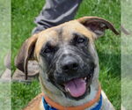 Small #1 Black Mouth Cur-German Shepherd Dog Mix