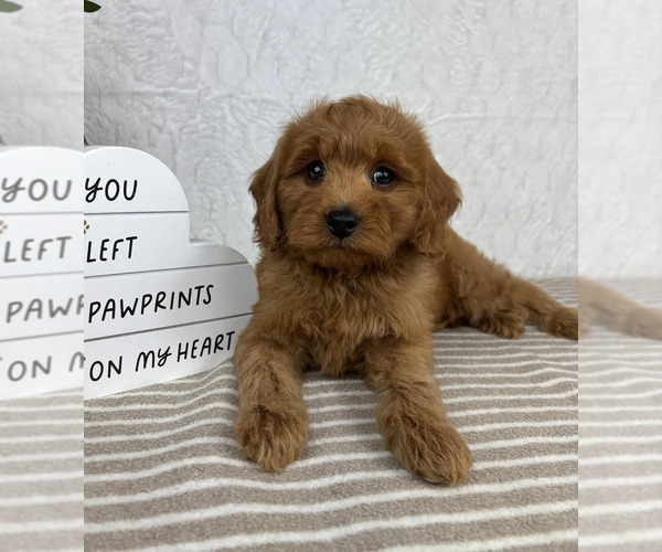 Medium Photo #3 Cavapoo Puppy For Sale in GREENFIELD, IN, USA