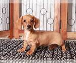 Small Photo #1 Dachshund Puppy For Sale in NAPLES, FL, USA
