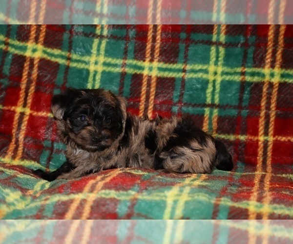 Medium Photo #9 Yorkiepoo mix (+ Poodle Toy) Puppy For Sale in DYERSBURG, TN, USA