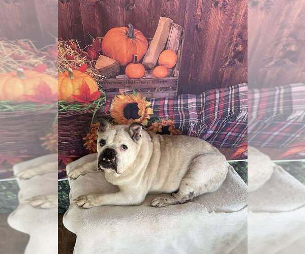 Medium Photo #11 Bulldog Puppy For Sale in New York, NY, USA