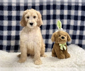 Irish Doodle Puppy for sale in DUNDEE, OH, USA