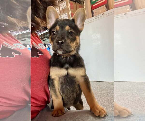 Medium Photo #1 French Bulldog Puppy For Sale in St. Louis Park, MN, USA