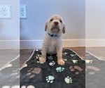 Small #4 Labrador Retriever
