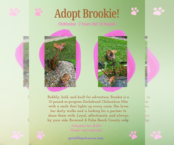 Medium Photo #2 Chiweenie Puppy For Sale in Plantation, FL, USA