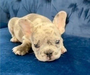 French Bulldog Puppy for sale in CHICAGO, IL, USA