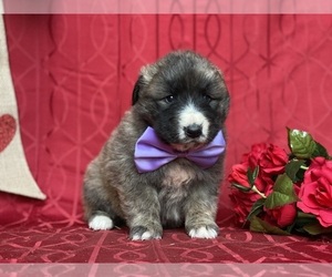 Border Collie-Maremma Sheepdog Mix Puppy for sale in LANCASTER, PA, USA