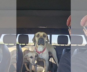 Father of the Black Mouth Cur puppies born on 06/24/2026