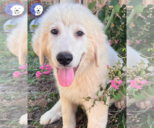 Great Pyrenees Dogs for adoption in Spring, TX, USA