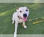 Small #1 American Pit Bull Terrier Mix