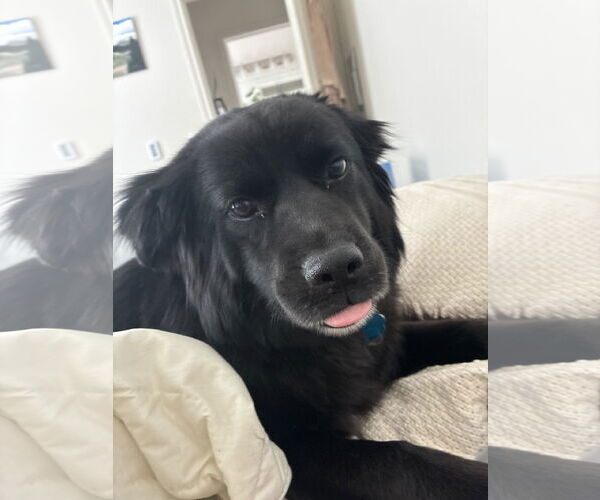 Medium Photo #1 Mutt Puppy For Sale in Fort Collins, CO, USA