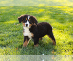 Small Photo #6 Bernese Mountain Dog Puppy For Sale in SHIPSHEWANA, IN, USA