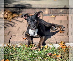 Mountain Cur-Unknown Mix Dogs for adoption in Rockaway, NJ, USA