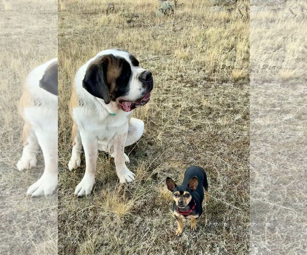 Medium Photo #17 Chihuahua Puppy For Sale in Sandy, UT, USA