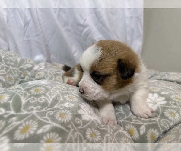 Medium Photo #16 Pembroke Welsh Corgi Puppy For Sale in GRAND RAPIDS, MI, USA