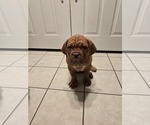 Puppy Black collar Dogue de Bordeaux