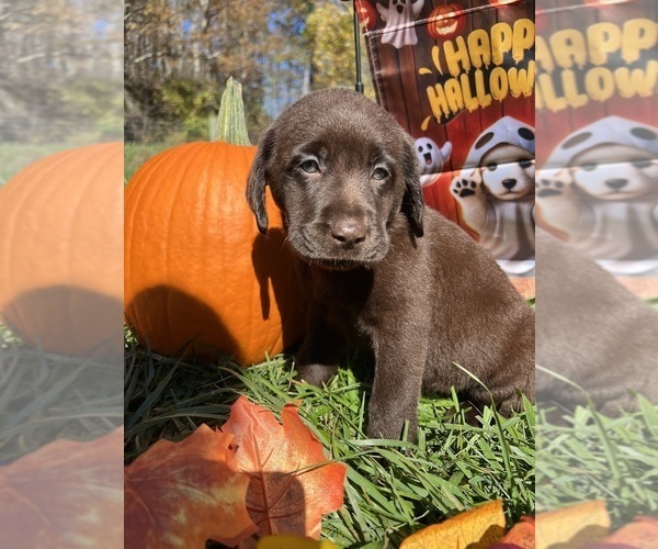 Medium Photo #5 Labrador Retriever Puppy For Sale in NEOLA, WV, USA