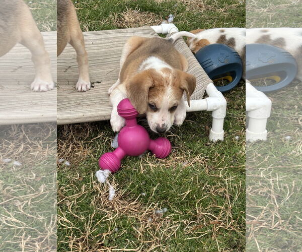 Medium Photo #3 Beagle-Unknown Mix Puppy For Sale in Holly Springs, NC, USA