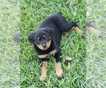 Small Photo #9 Rottweiler Puppy For Sale in PASADENA, TX, USA