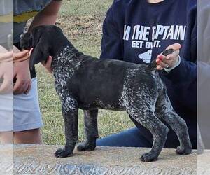 German Shorthaired Pointer Puppy for Sale in ROLAND, Iowa USA