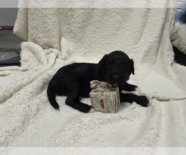 Medium Photo #11 Aussiedoodle Puppy For Sale in PASCAGOULA, MS, USA