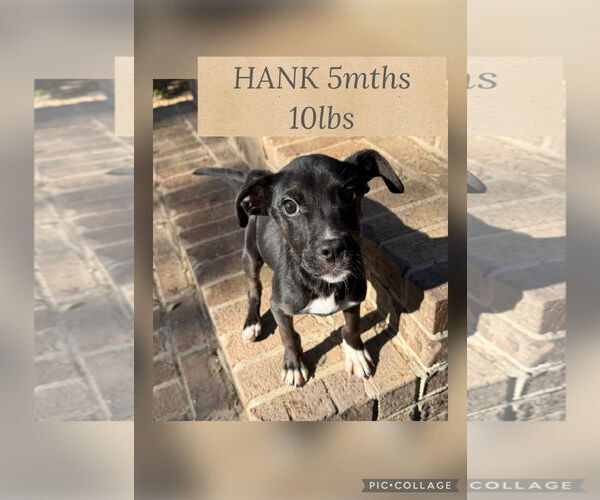 Medium Photo #1 Retriever -Unknown Mix Puppy For Sale in Woodbury, NY, USA