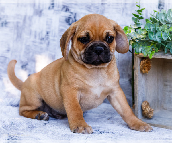 Medium Photo #40 Puggle Puppy For Sale in WAKARUSA, IN, USA