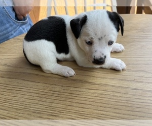 Jack Russell Terrier Puppy for sale in STATESVILLE, NC, USA