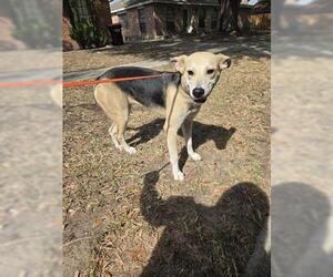 German Shepherd Dog-Unknown Mix Dogs for adoption in Houston, TX, USA