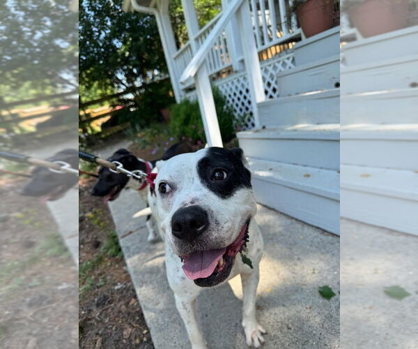 Medium Photo #20 American Bulldog-Labrador Retriever Mix Puppy For Sale in Atlanta, GA, USA
