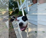 Small #19 American Bulldog-Labrador Retriever Mix
