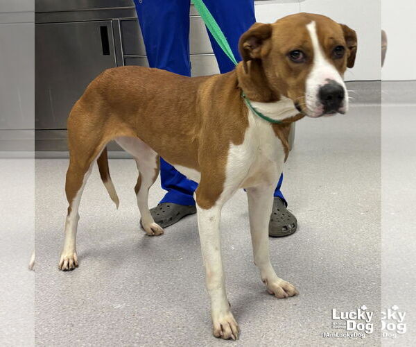 Medium Photo #6 Boxador Puppy For Sale in Washington, DC, USA