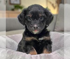 Chihuahua-Colonial Cocker Spaniel Mix Dogs for adoption in San Diego, CA, USA
