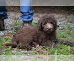 Small Photo #2 Goldendoodle (Miniature) Puppy For Sale in HULL, GA, USA
