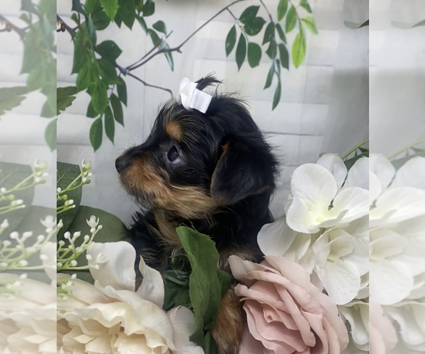 Medium Photo #23 Shorkie Tzu Puppy For Sale in SELLERSBURG, IN, USA