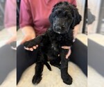 Small Photo #31 Goldendoodle Puppy For Sale in FORT LAUDERDALE, FL, USA