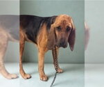 Small #3 Bloodhound Mix