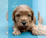 Puppy Puppy 4 Cavapoo