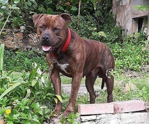 Father of the American Pit Bull Terrier puppies born on 04/05/2023